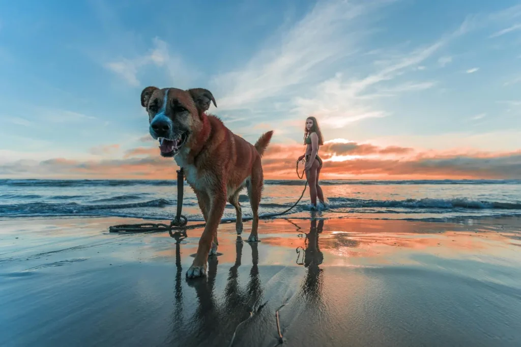 Original photo of a dog before Pointillism AI effect